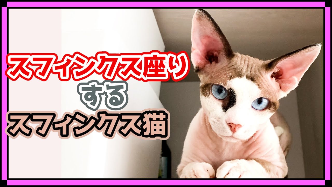 146:スフィンクス座りするスフィンクス猫