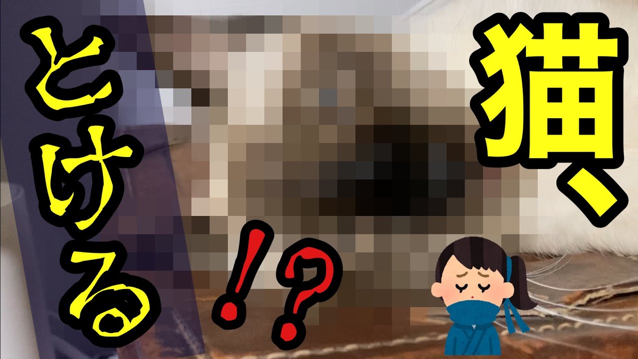 【シャム猫】ブラッシングが気持ち良すぎて顔がユルくなってる“おこげ”が面白かわいい！！