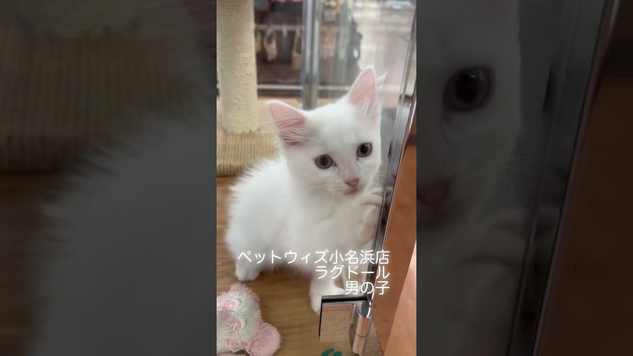 小名浜店ラグドール