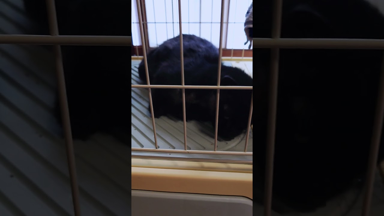 クロスケ、マタタビで懐かせ作戦🤣 #猫 #cat