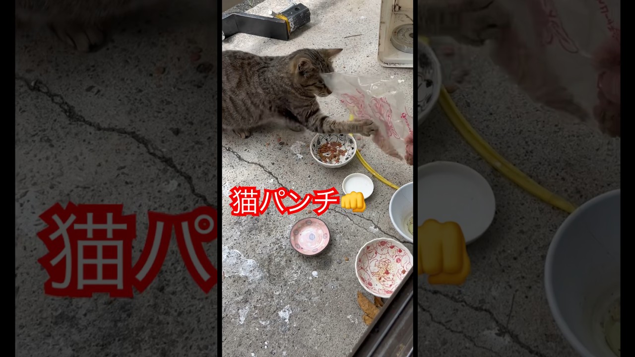 かわいい🩷猫パンチ👊#short#shorts#japan#cat#cats#日本猫#猫のいる暮らし#ねこ#猫#猫動画#癒し#猫パンチ#日本#ペット