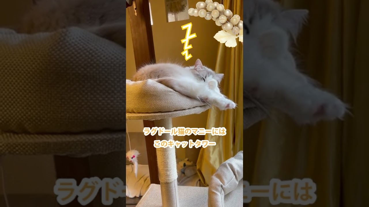 幸せそうに寝てるラグドールマニー💗どんな夢みてるかな？　#cutecat#ragdoll#おやすみなさい猫#shorts