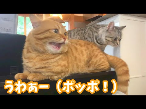 【猫の鳴き声】必死に奥さんについていく短足マンチカンの茶々くん😽