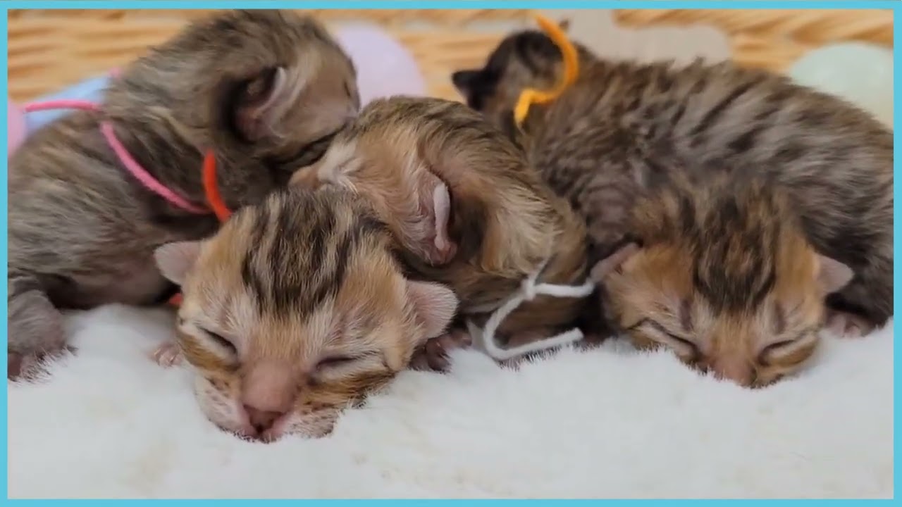 ペットショップCOO&RIKU  No00680136エジプシャンマウ