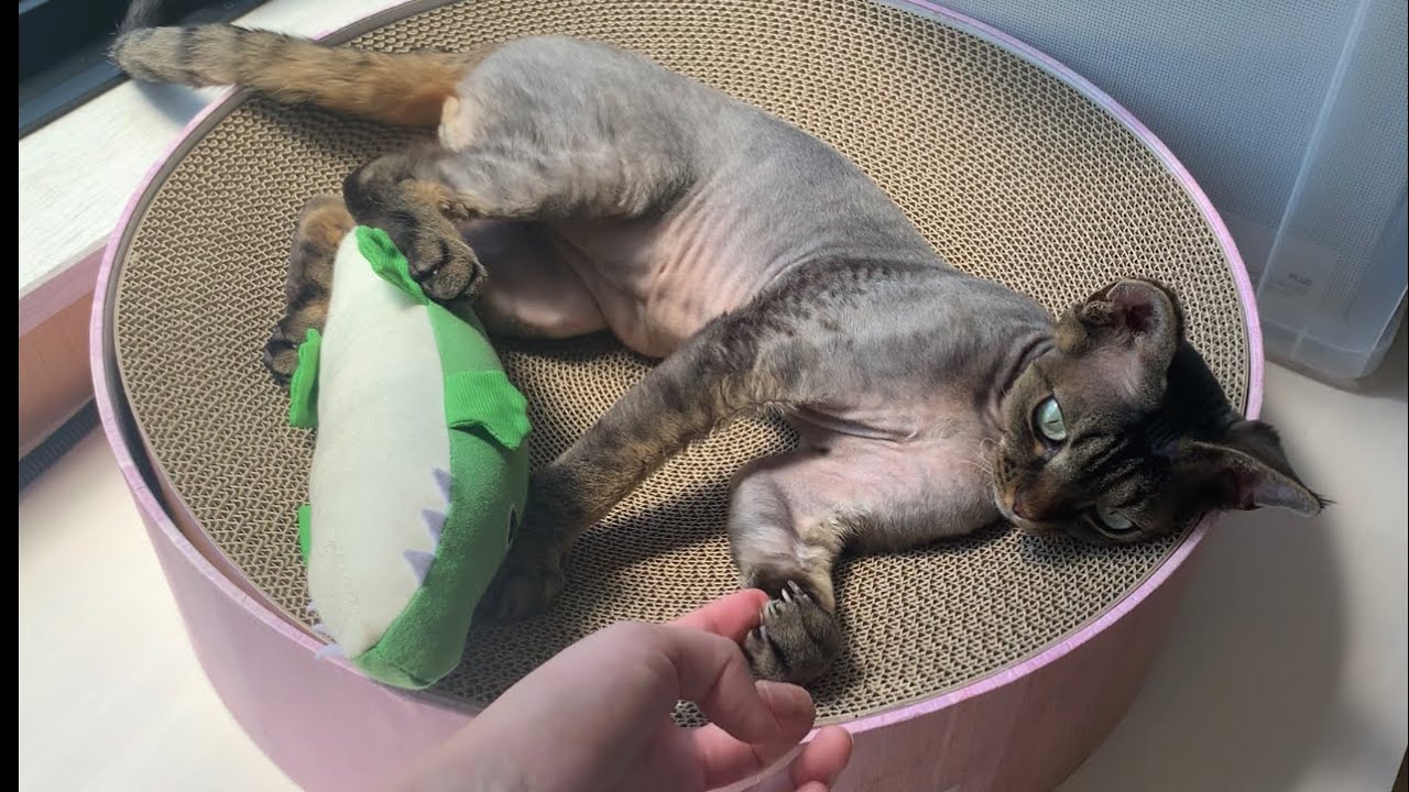 デボンレックス弟は猫草よりも遊んでもらうのが大好きです(Devon Rex cat likes to play with us better than to eat cat grass)