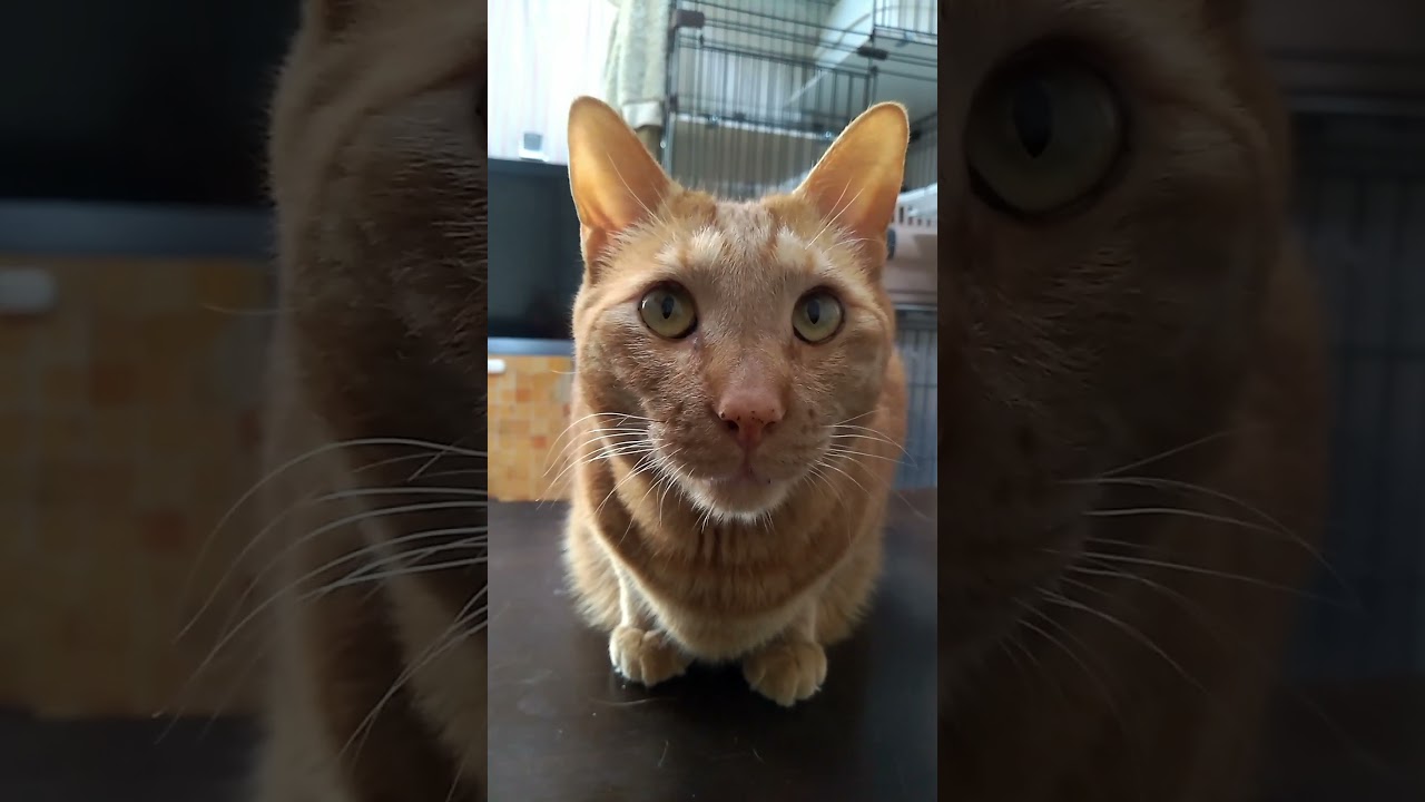 【茶トラ猫】見上げるときに口が半開きになるのが地味に可愛い#shorts