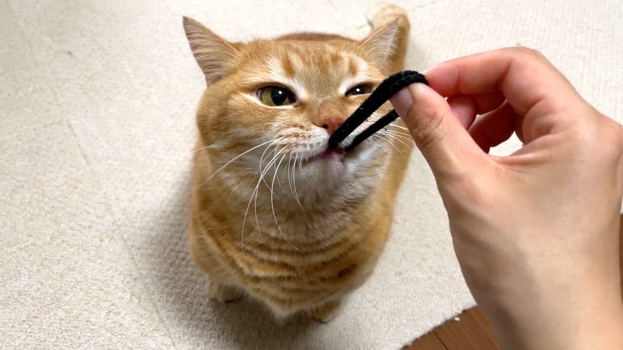 ゴムパッチンのスリルが大好きな猫w