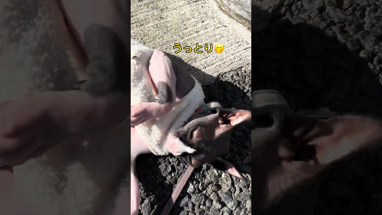 散歩ブレイク！#散歩  #スフィンクス猫 #猫 #sphynx