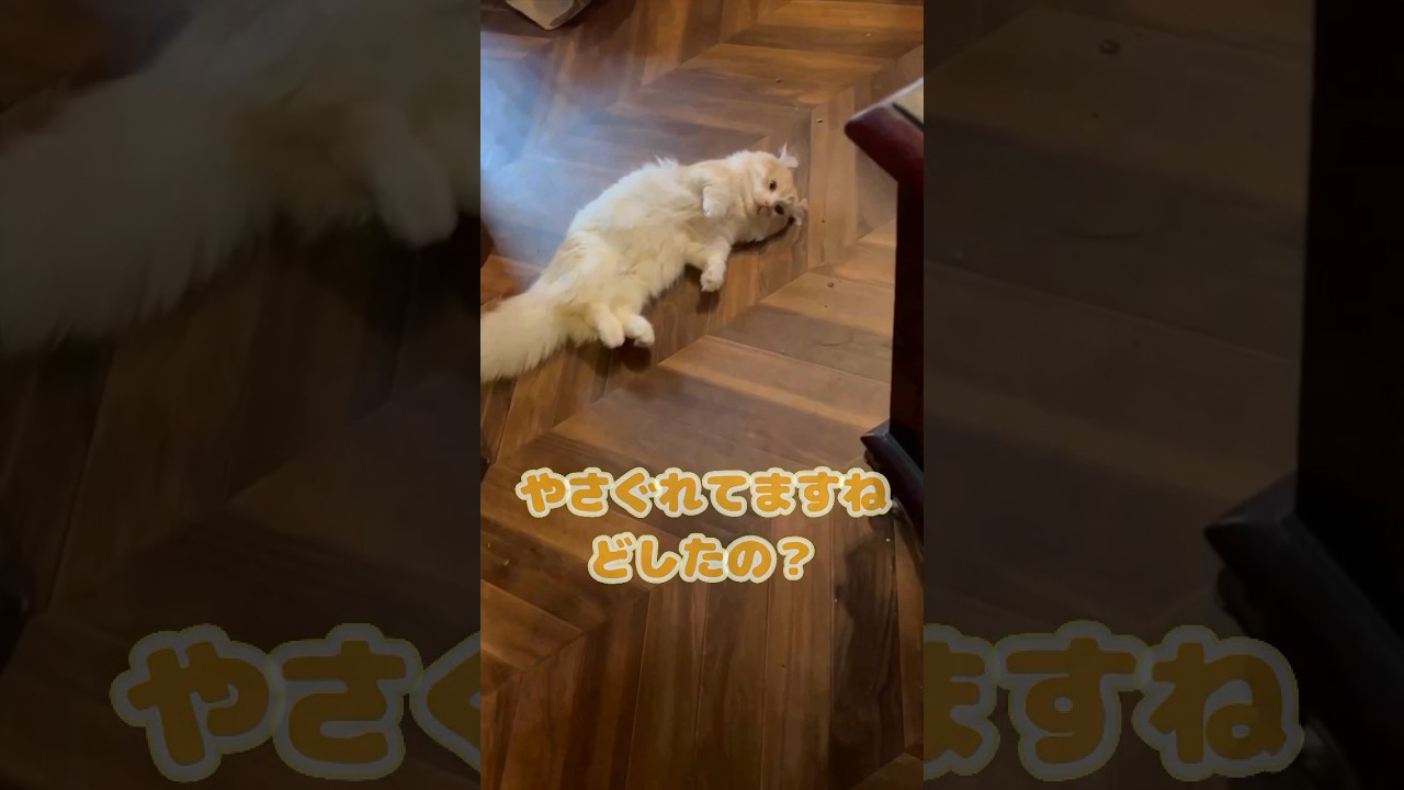 【キンカロー】やさぐれふて寝毛玉【マンチカール】