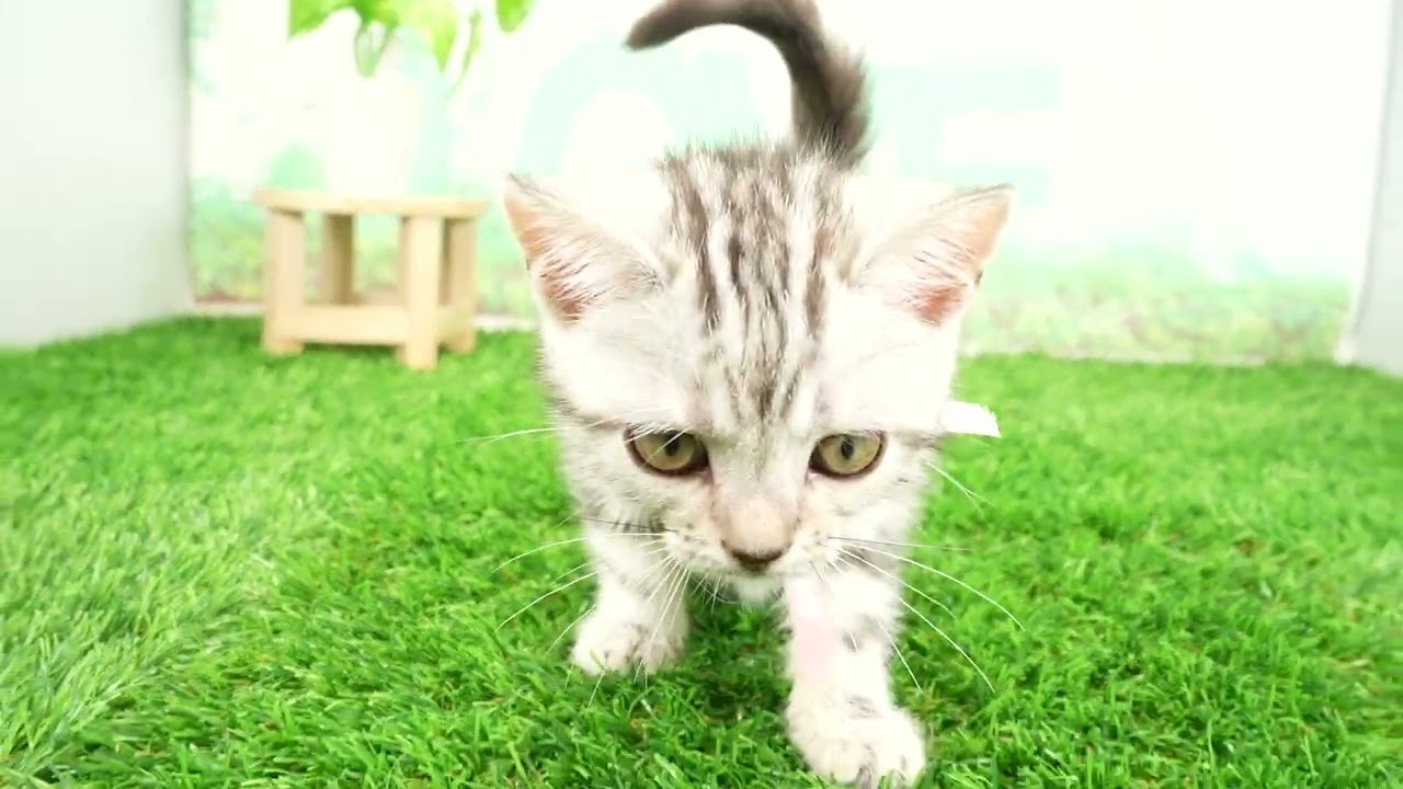 Coo&RIKU　No00680448 アメリカンショートヘアー