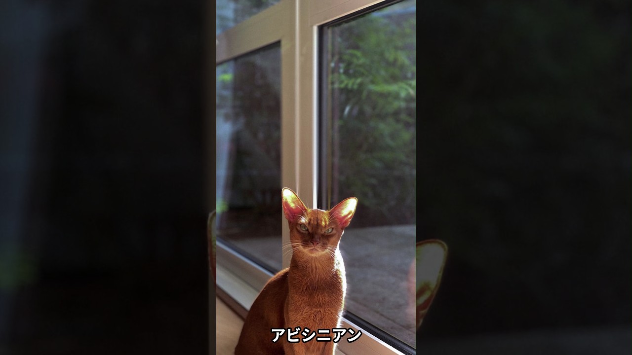 猫の種類(アビシニアン)