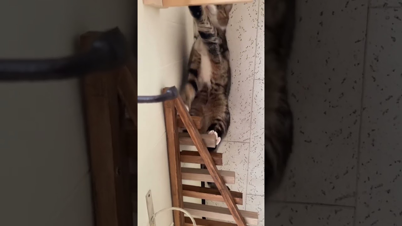 今日ものんびりパトロール#shorts #猫 #なっつ #スコティッシュフォールド