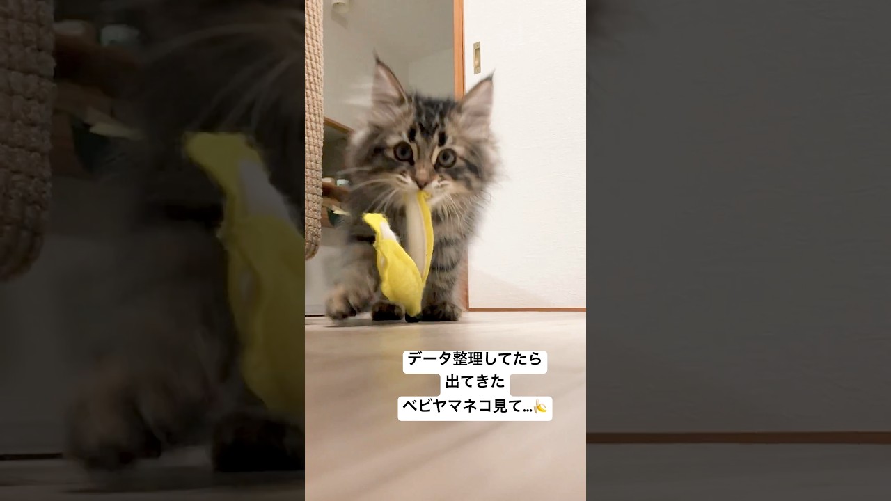 バナナ持ってきたよ#猫 #サイベリアン #おもちゃ