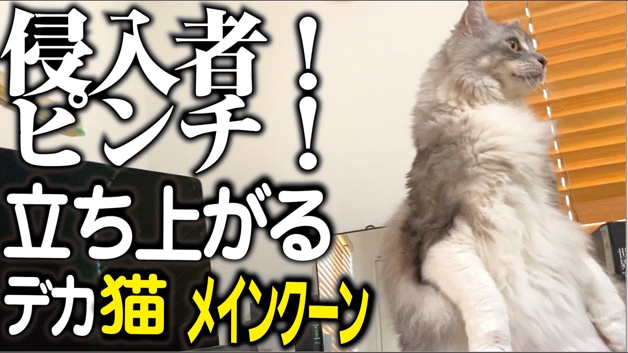 【メインクーン】突然の侵入者にプチパニック！立ち上がる大型猫