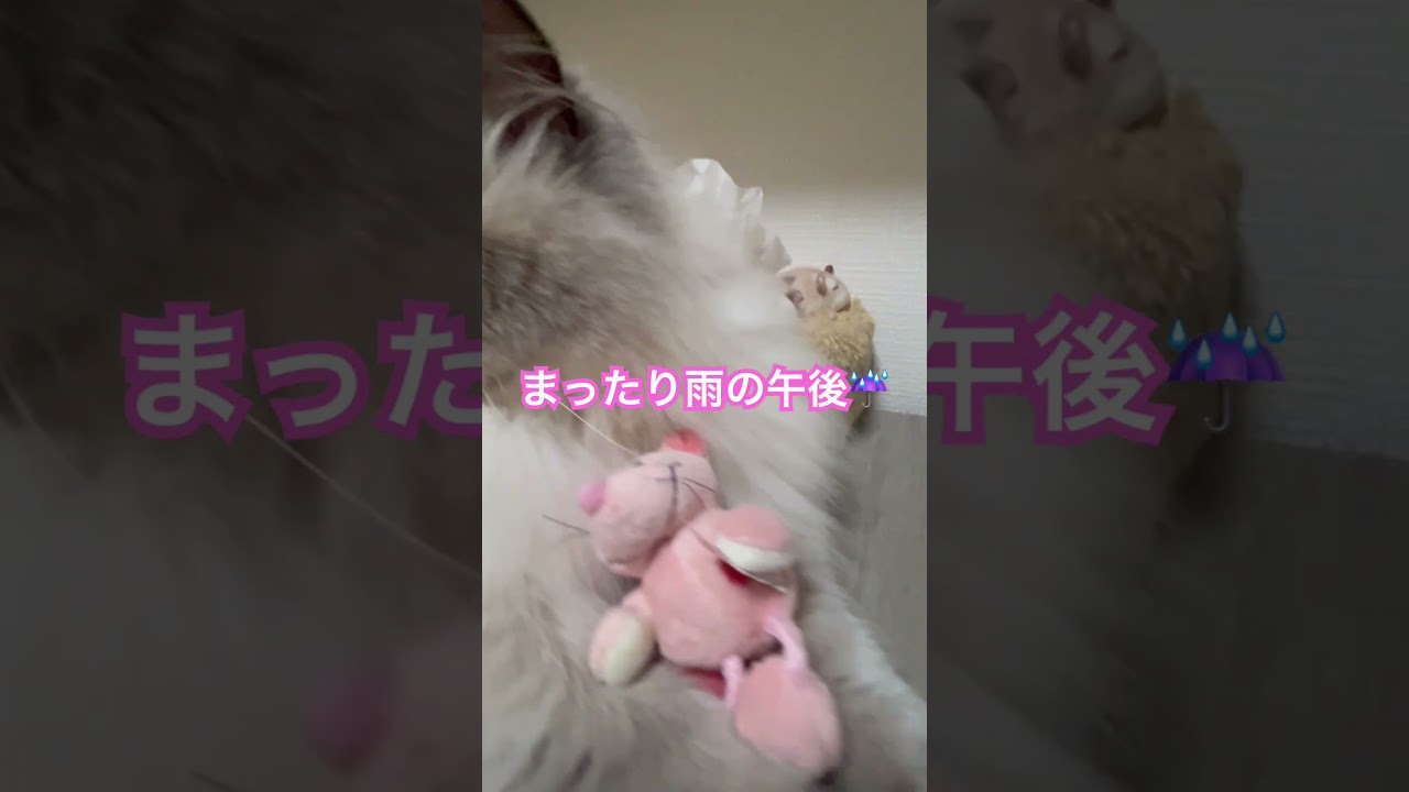 雨の午後、ヒマラヤンのマーベル #shorts  #猫のいる暮らし #ヒマラヤン #cat #にゃん #マーベル