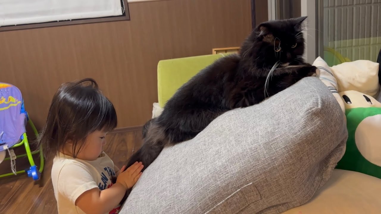 目の前で寝転がり誘惑する猫　ラガマフィンThe cat lying in front of me. Ragamuffin