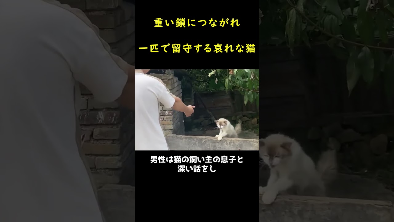 重い鎖に縛られた一匹の飼い猫！！🐱