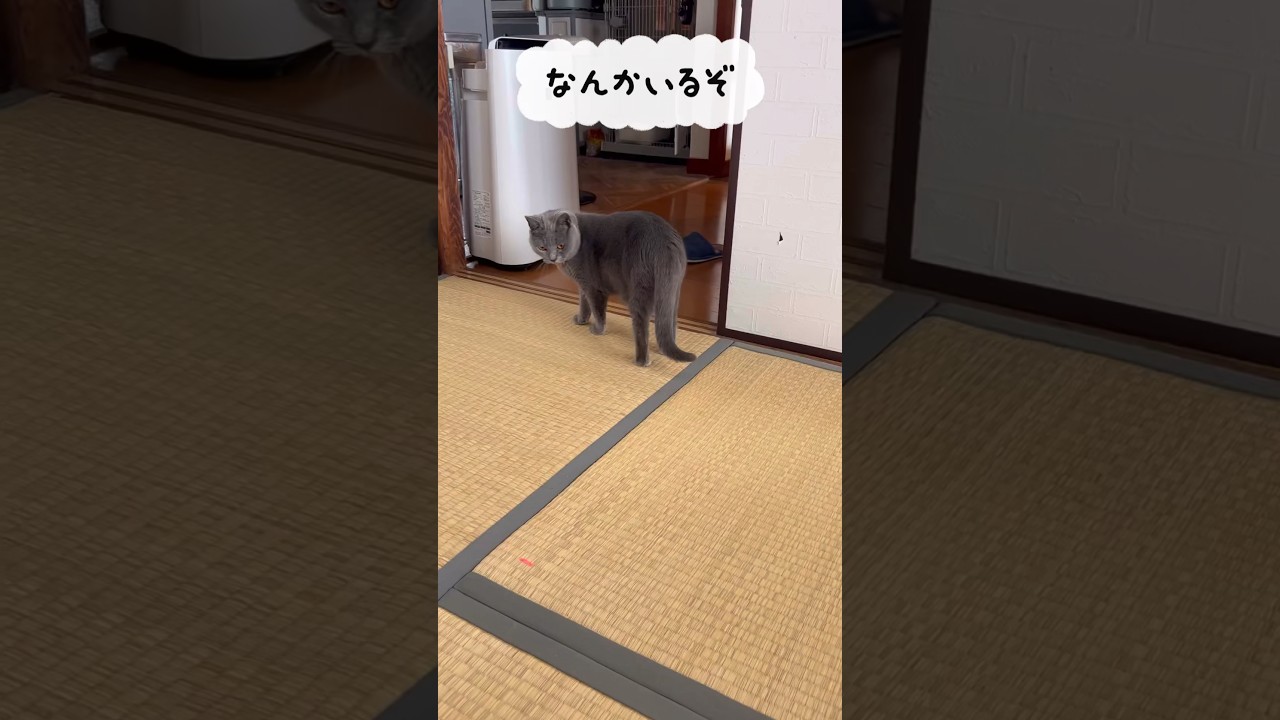 レーザーポインターのつむやま〜【シャルトリューつむやまのポインター日記】 #ねこ #シャルトリュー #chartreux #cat #ねこのいる生活 #猫好きさんと繋がりたい