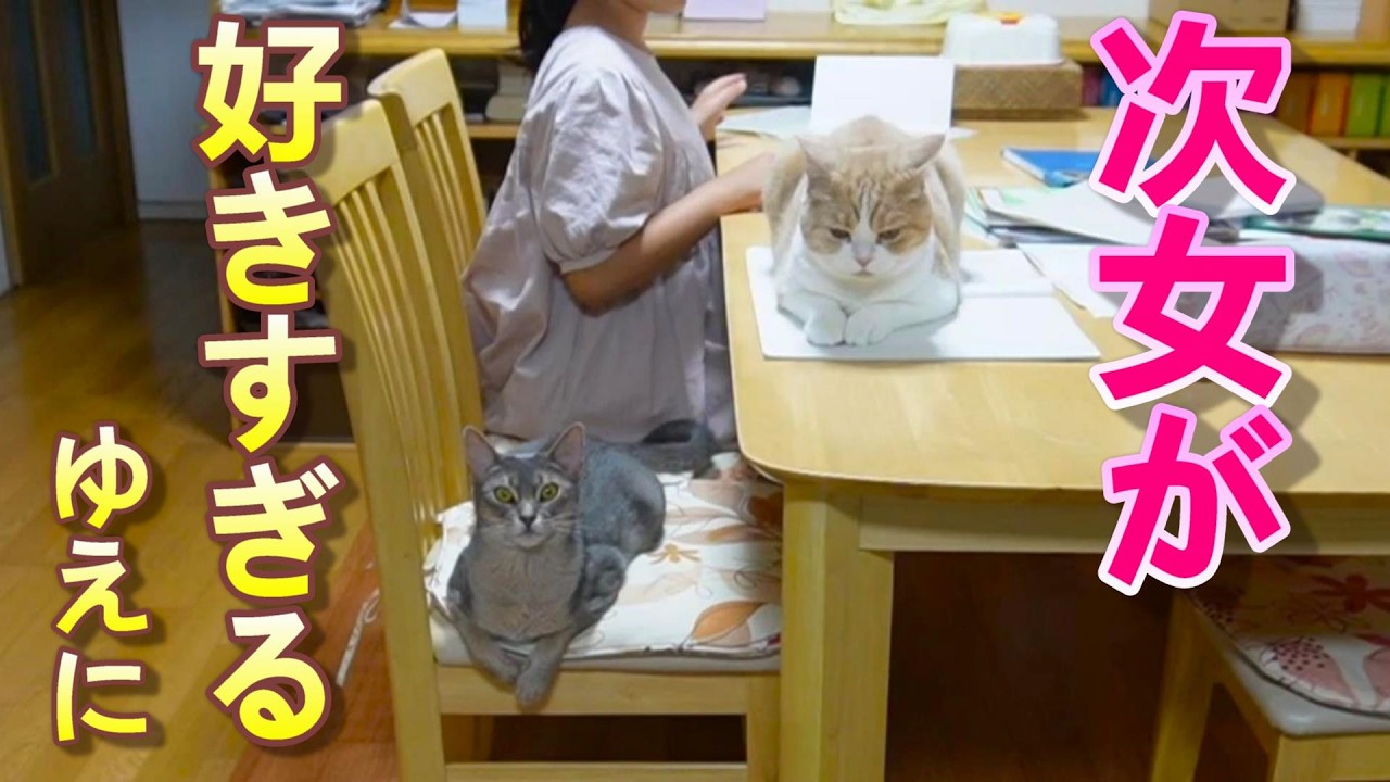 次女が好きすぎてドロボウ猫になりました【スコティッシュフォールド】【アビシニアン】