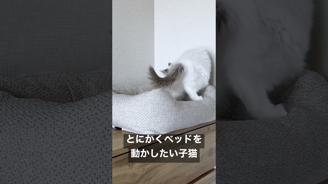 Vlog #31｜とにかくベッドを動かしたい子猫 #shorts #テミー #ラグドール #猫 #子猫 #アンダーテール