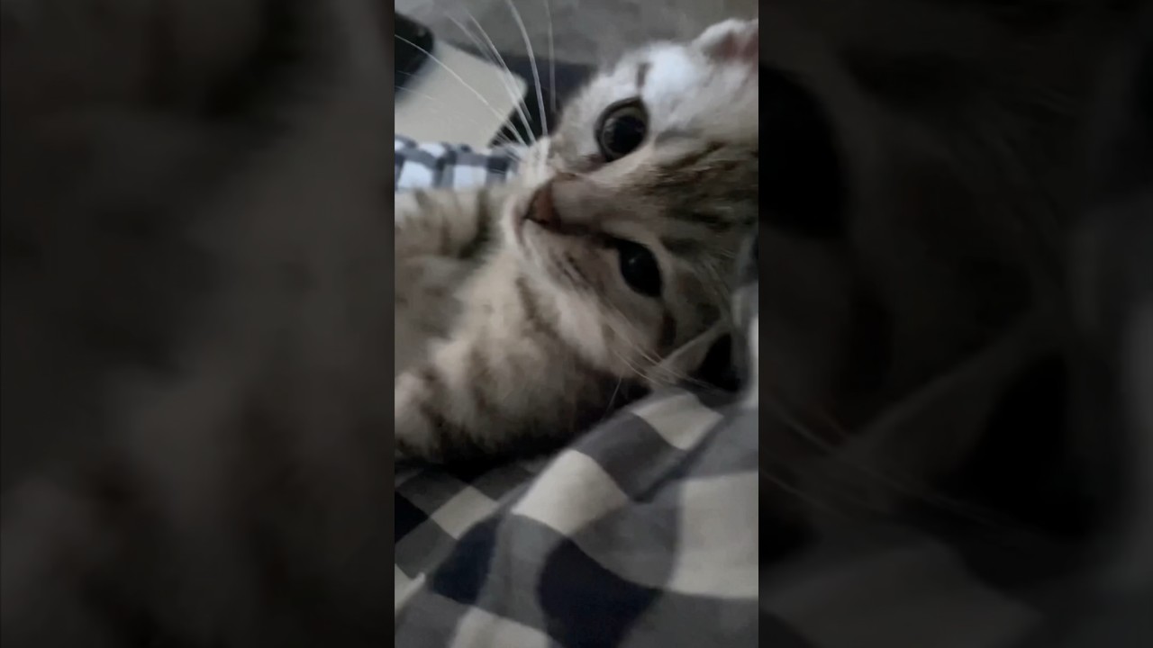 【猫動画】足長マンチカンの子猫時代が尊すぎる...笑 #shorts