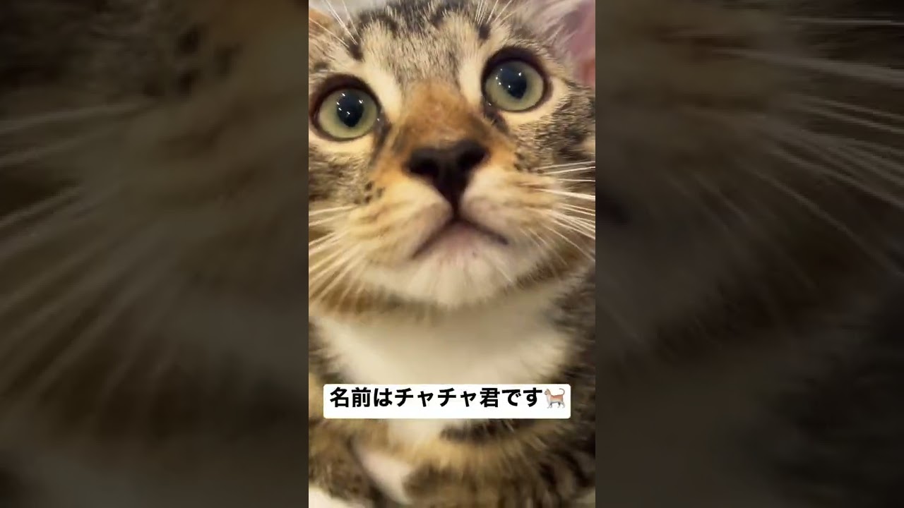 僕は、ベンガル×マンチカンのミックスなのにゃ🐈🐈