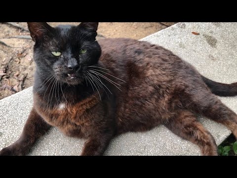 雨が止んでデカい黒猫どんちゃん解放感でのびのび