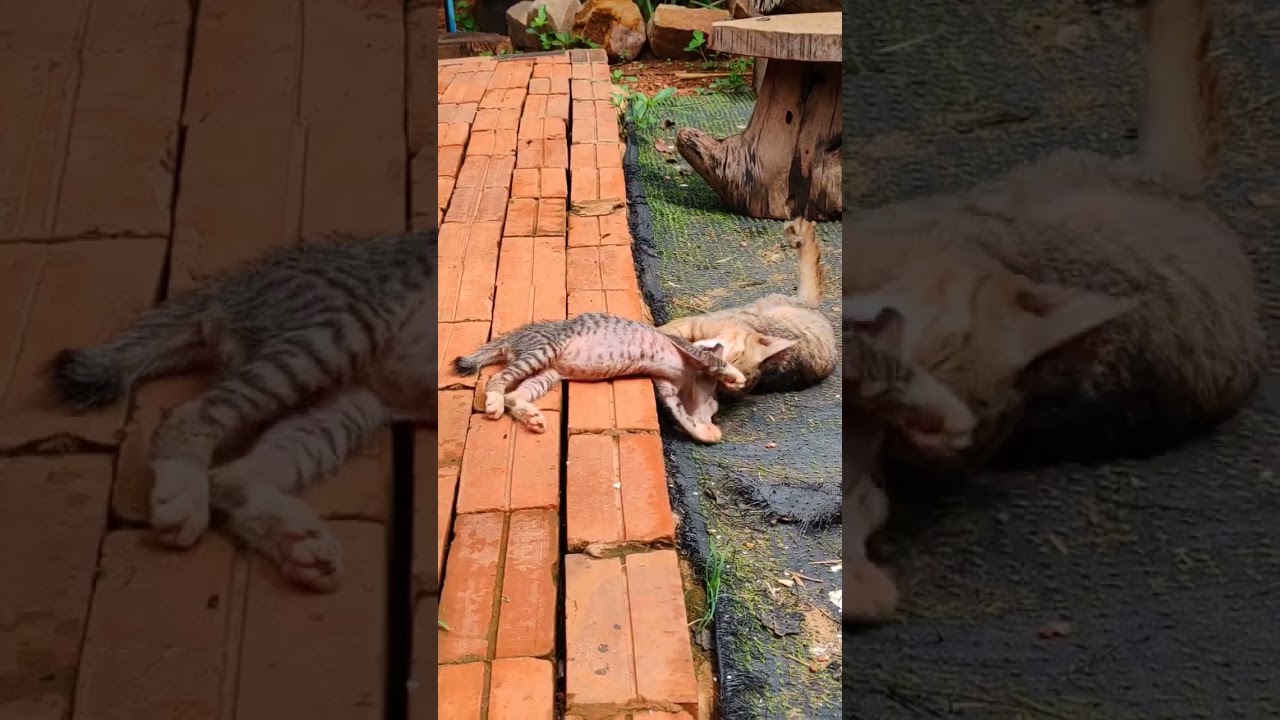 #funnycats #manxcat #cat #kitten #viral #subscribe #shortsfeed #shortsviral #share #youtubeshorts