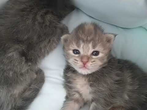 メインクーン ブルーパッチの可愛い女の子💗