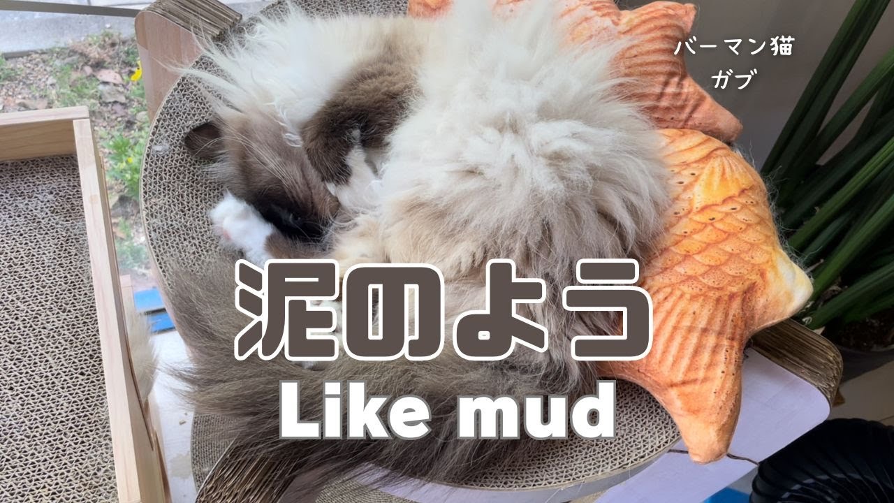 バーマン猫ガブ【泥のよう】Like mud（バーマン猫）Birman/Cat