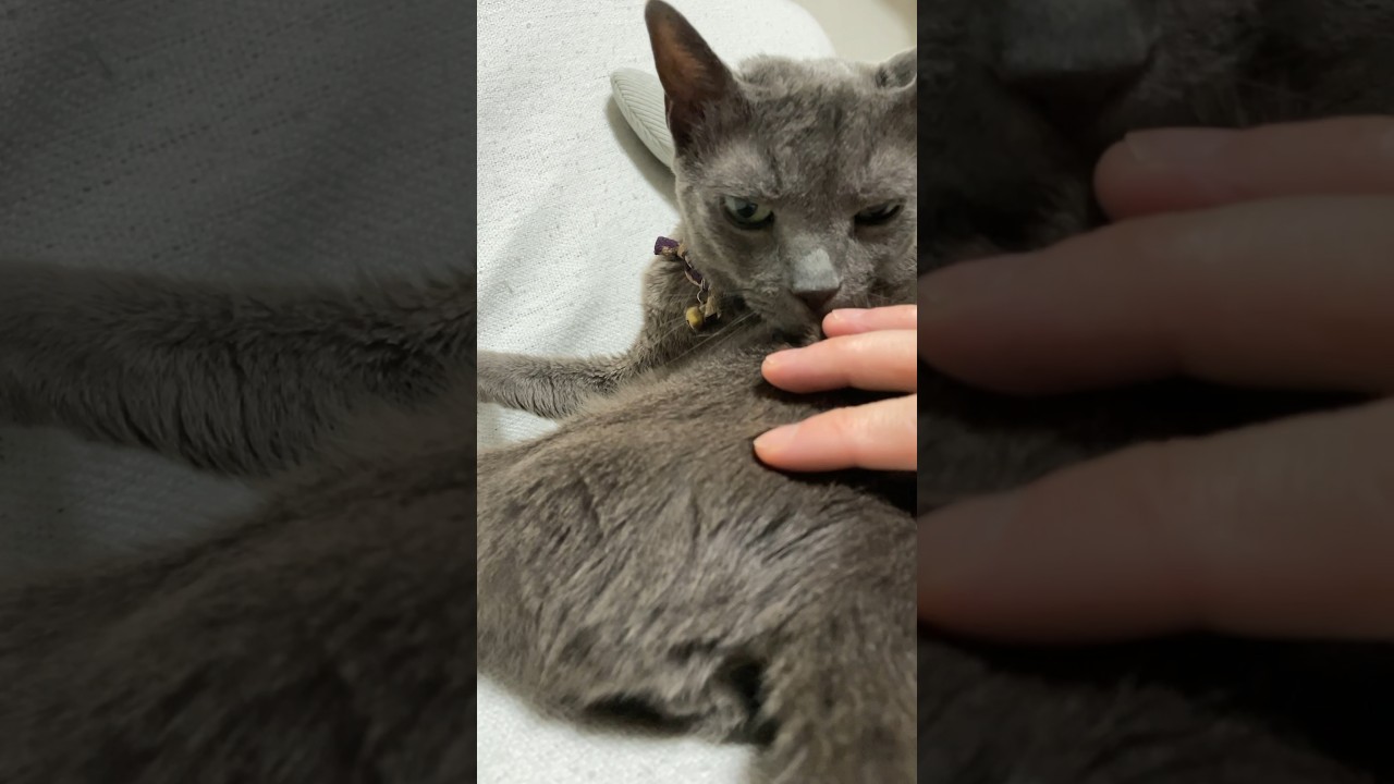 おしり_20240624 #shorts #cat #猫 #ロシアンブルー