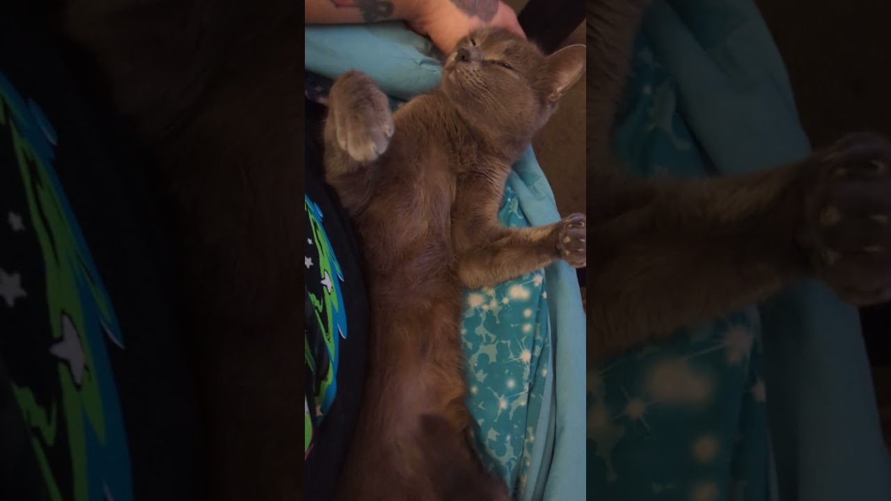 why do cats purr #understandingcats #cutecat #cuteanimal #catlover #pets #kitten #cute #chillcat