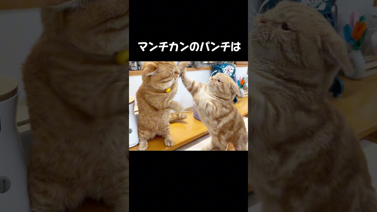 マンチカンのパンチはどれだけ打ち合っても... #猫 #マンチカン #shorts