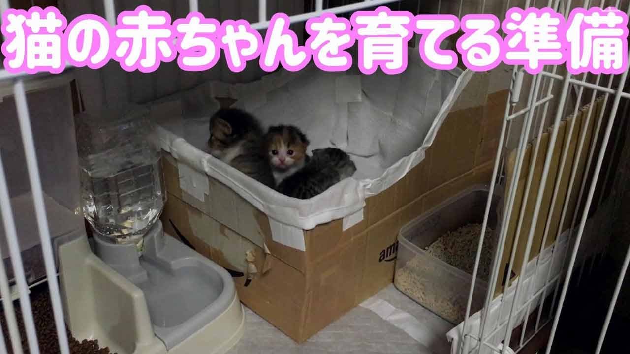 猫の赤ちゃんを育てる準備｜子猫の飼い方