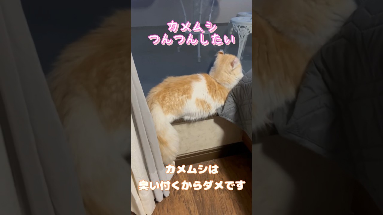 【キンカロー】背中で語るネコ【マンチカール】