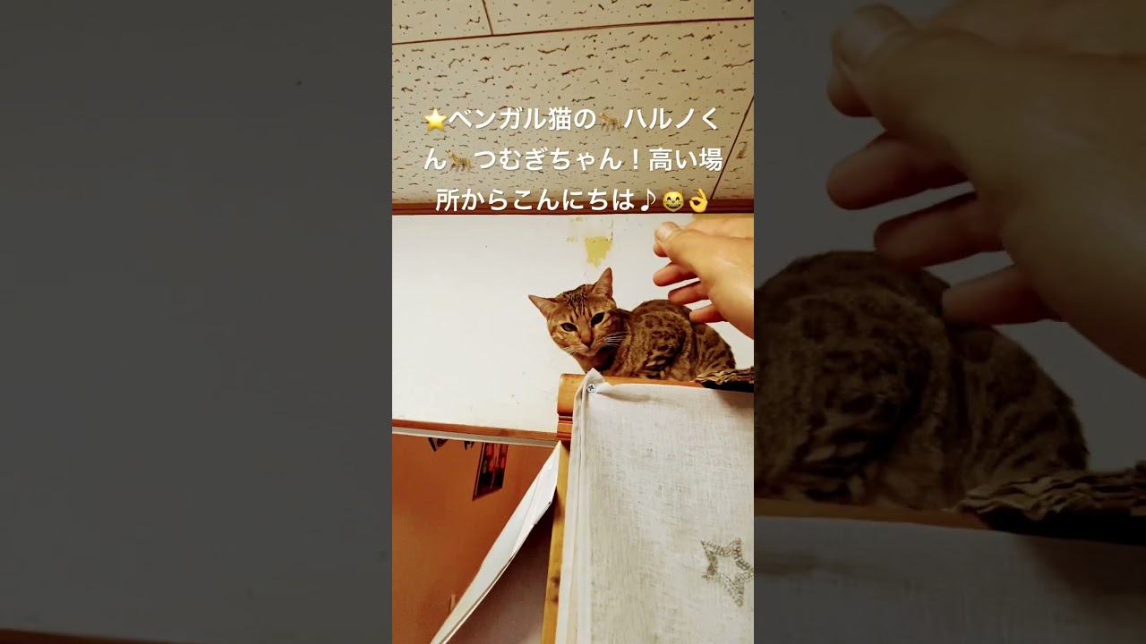 🌟🐆ベンガル猫ハルノくんとつむぎちゃん！高場所からこんにちは！目指せ４０万人（笑）（２０２４０６２１ー２） #ベンガル猫#bengalcat#short