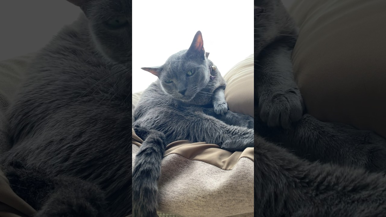 逆光ネコ_20240621 #shorts #cat #猫 #ロシアンブルー