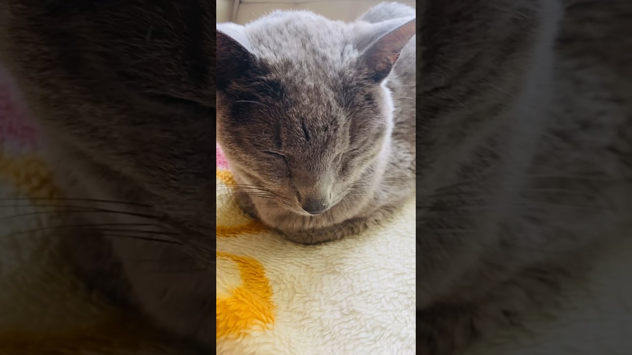 横並びのふたり🎶#猫#そらちゃん#ロシアンブルー#ここちゃん#アビシニアン#レッド#CatPlay#cat#russianblue#abyssinian#red