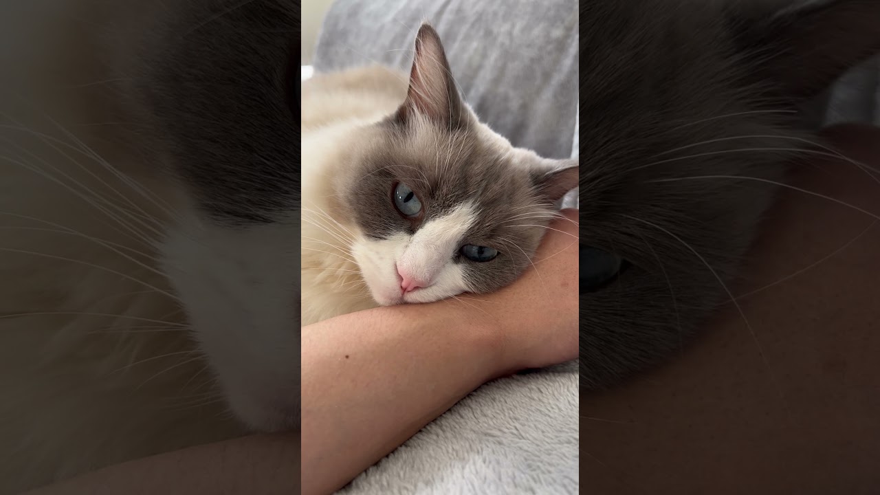 腕を枕にしてるけど… 笑　#shorts #ラグドール #ねこ