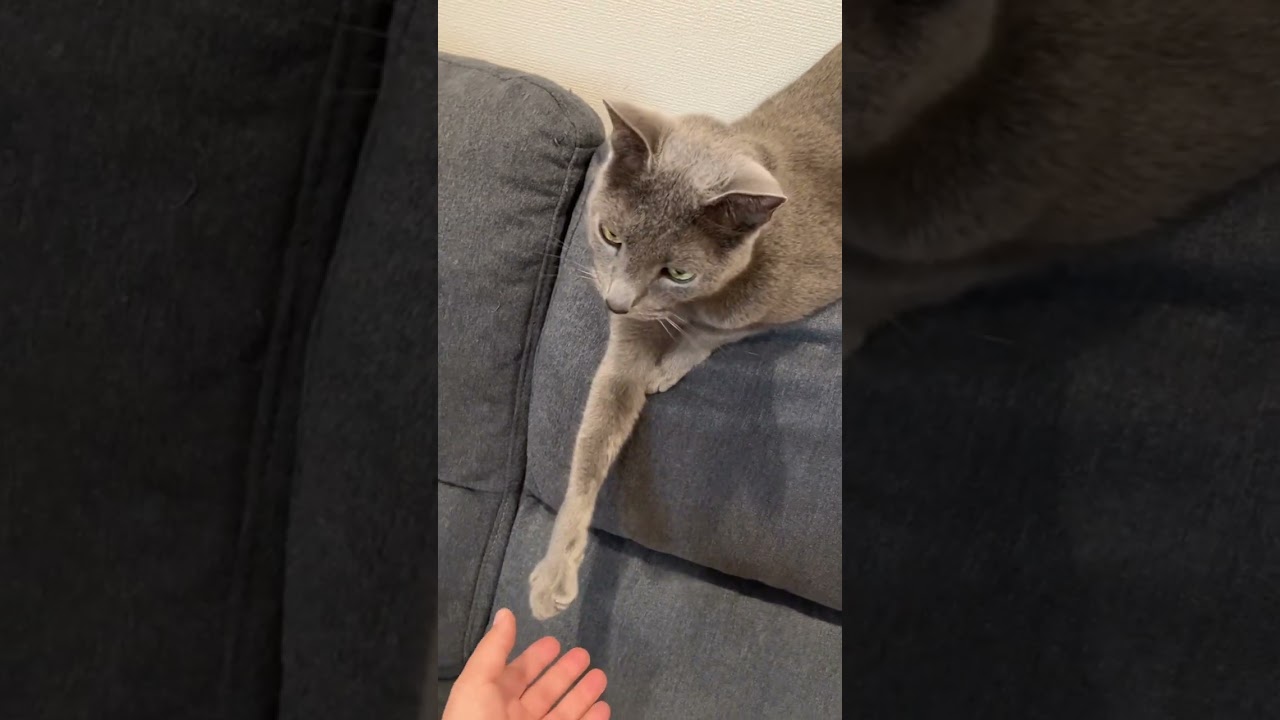 久しぶりにキレちまったよ猫#cat #russianblue #猫#angry #angrycat
