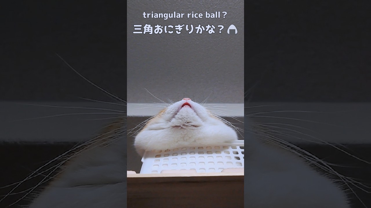 日本の象徴をお口に宿した猫 #猫 #cat #猫のいる暮らし #ねこ