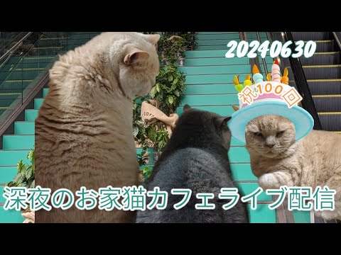 深夜のお家猫カフェライブ配信　１００