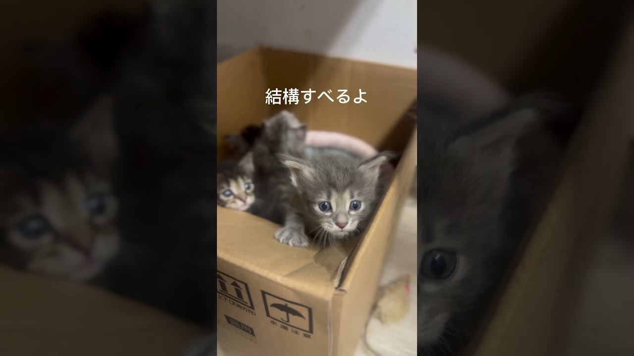 箱から出たい#クリリアンボブテイルの子猫　#珍しいネコ　#樺太猫　#子猫ブリーダー #かわいい子猫を毎日紹介しています #cuteanimal @kichifrost