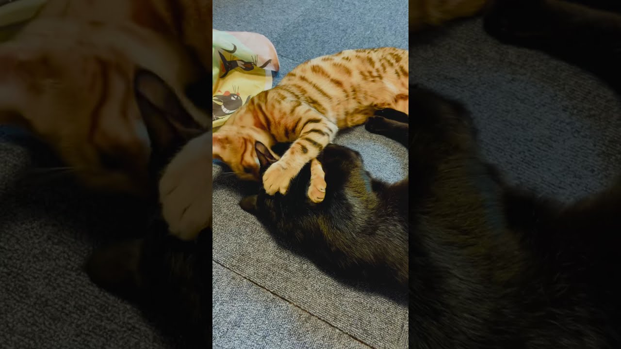 【ベンガル猫】弟愛が大きすぎて強引にペロペロしちゃうブラコン猫リンルゥ【黒猫】