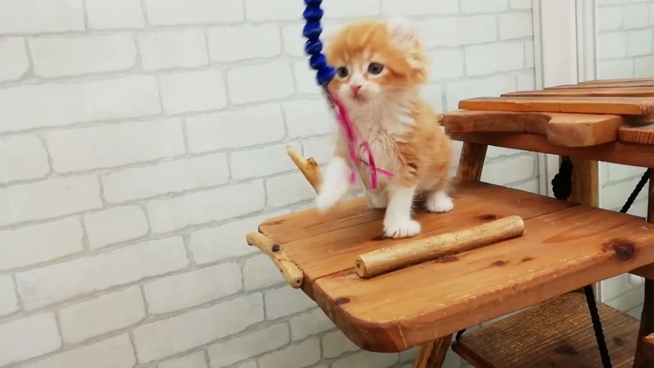 アメリカンカール♂2024.4/30生まれ