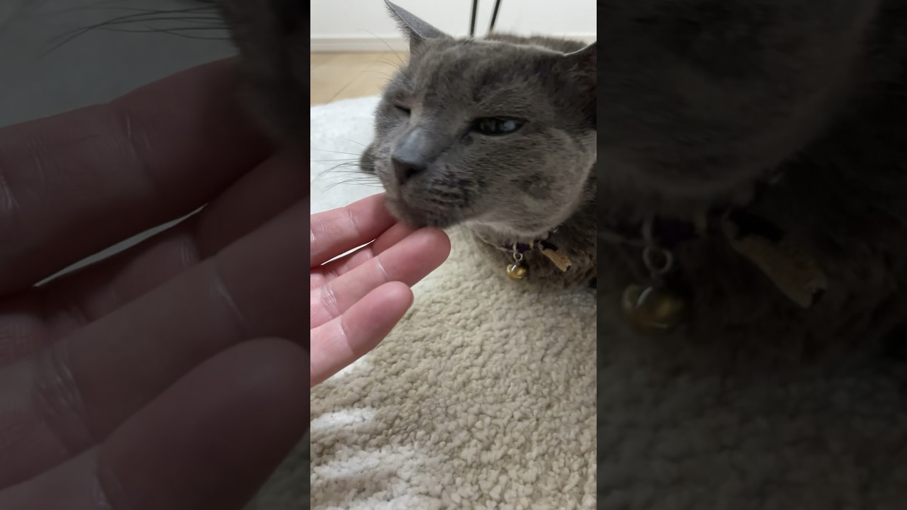 20240620 #shorts #cat #猫 #ロシアンブルー