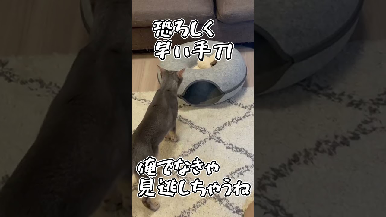 恐ろしく早い手刀 俺でなきゃ見逃しちゃうね #ハンターハンター #猫 #アビシニアン