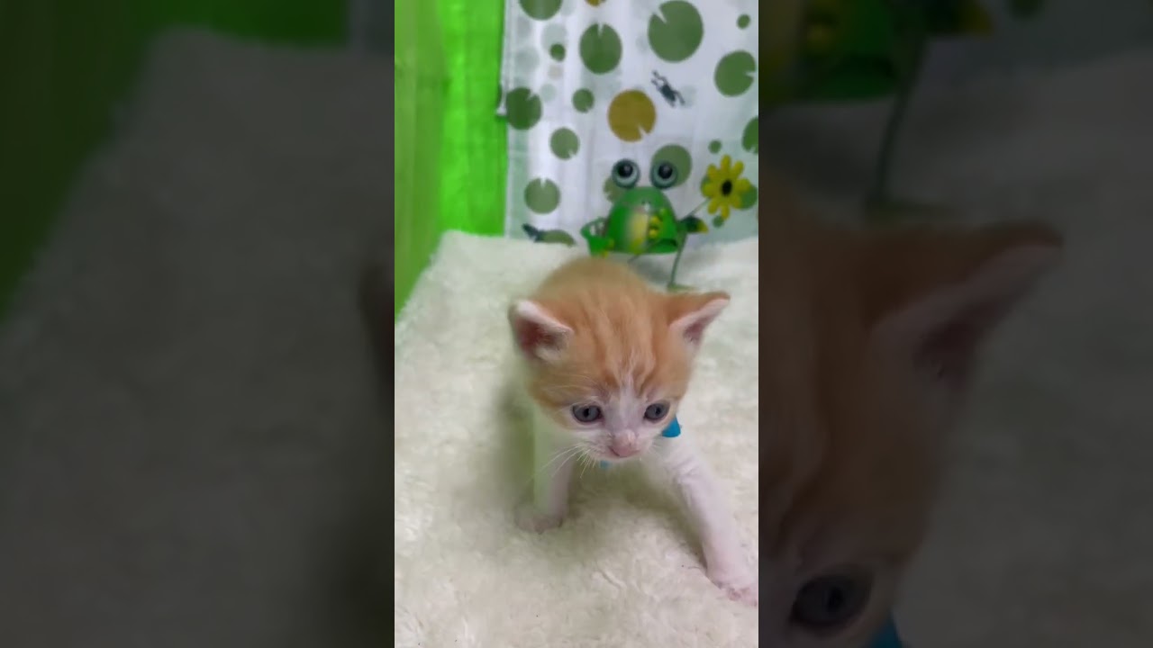 マンチカン こぼれ落ちそうな大きなおめめの男の子♪（毛色：レッドホワイト）