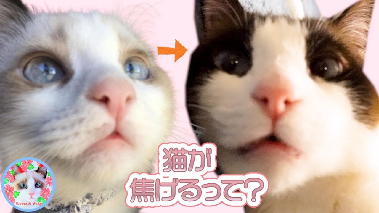 スノーシューの子猫は焦げながら成長するって知っていますか？ Snowshoe cat breed