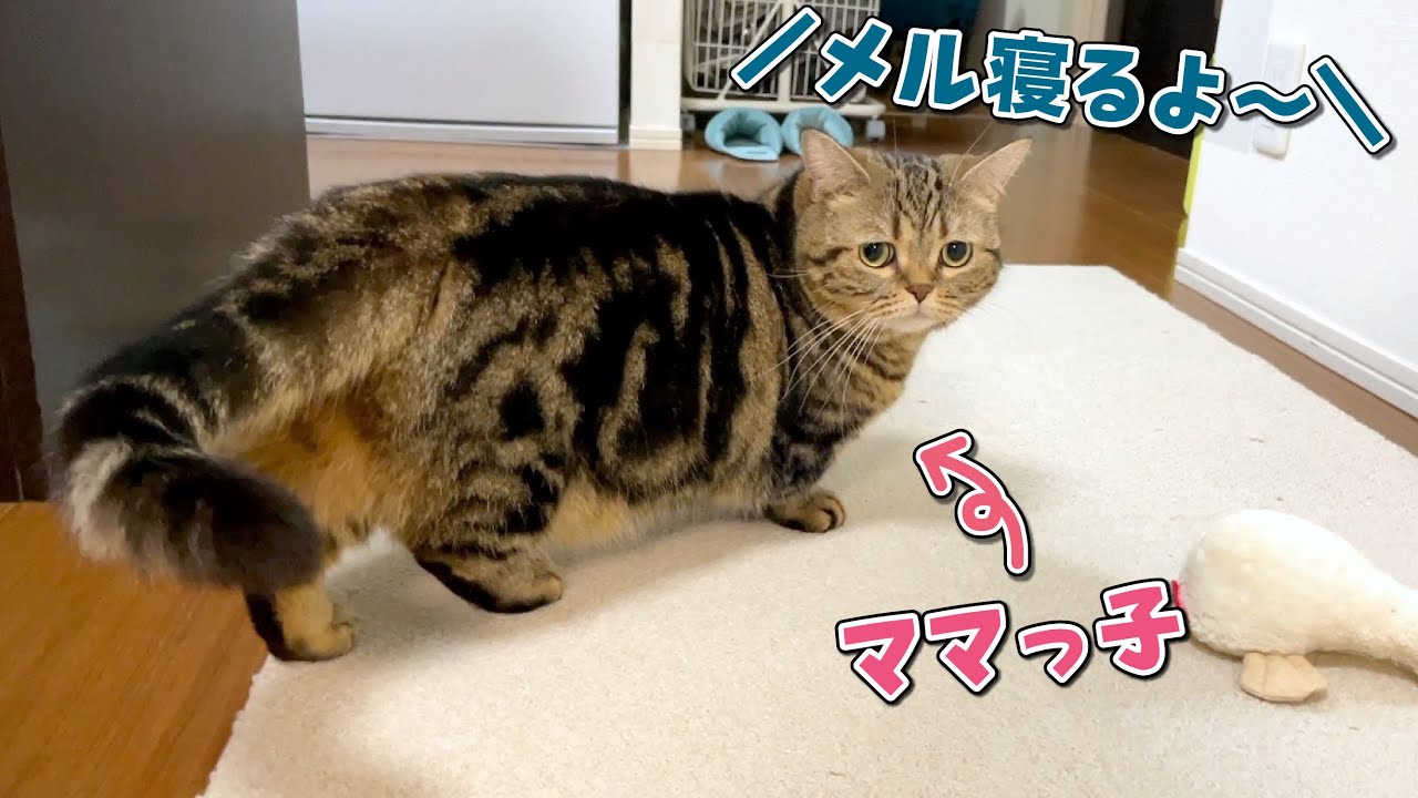 パパに「寝るよ」と言われると素直について行っちゃう猫が可愛すぎる…